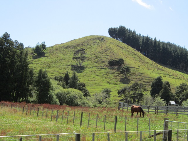 Heuvels met paarden nabij Papakura